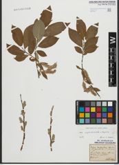 Foto von Salix appendiculata Vill.